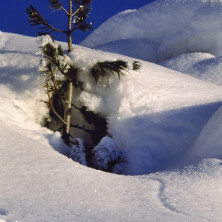 "Pine in the Snow"