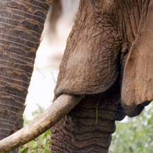 Elephant #01 - Kenya