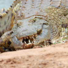 Crocodile #01 - Kenya