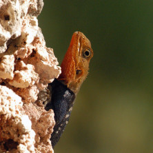 Lizard - Kenya