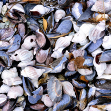 "Shells" - Tierra del Fuego (ARG)