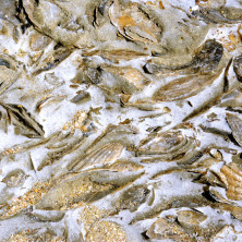 "Rock shells" - Tierra del Fuego (ARG)