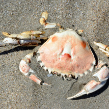 "Sand Crab" - Patagonia