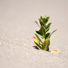 "Life On Sand" - Patagonia