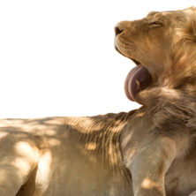Lion #01 -Namibia